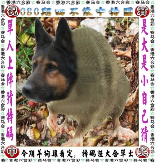 肖四四不像，必中的智慧与策略