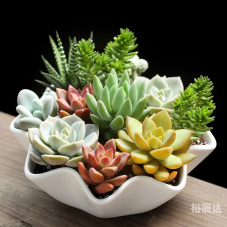 花园防御中文版下载花园防御中文版