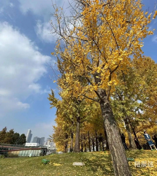黄金城，璀璨之都