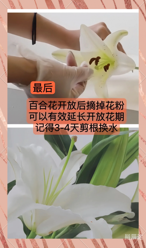 5577tk百合图库5577tk百合图库，探索神秘百合之美