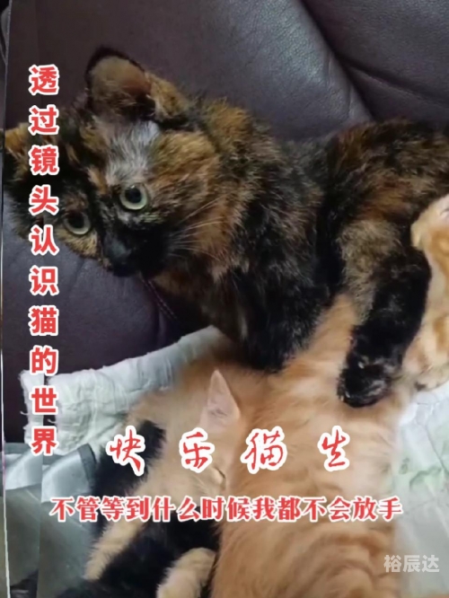 快猫记录世界记录你下载快猫记录世界记录你下载体验