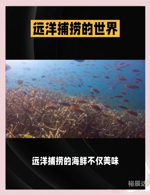 捕鱼星力，海洋生态与人类捕捞的新篇章
