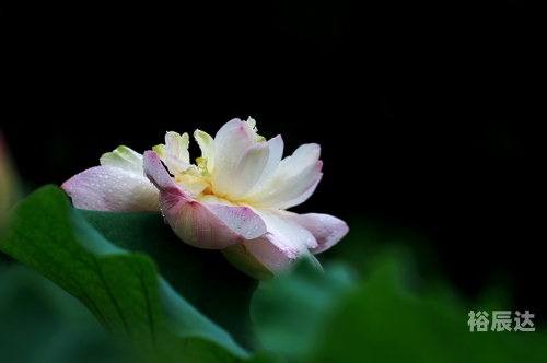 出水芙蓉打一个生肖数字出水芙蓉打一生肖