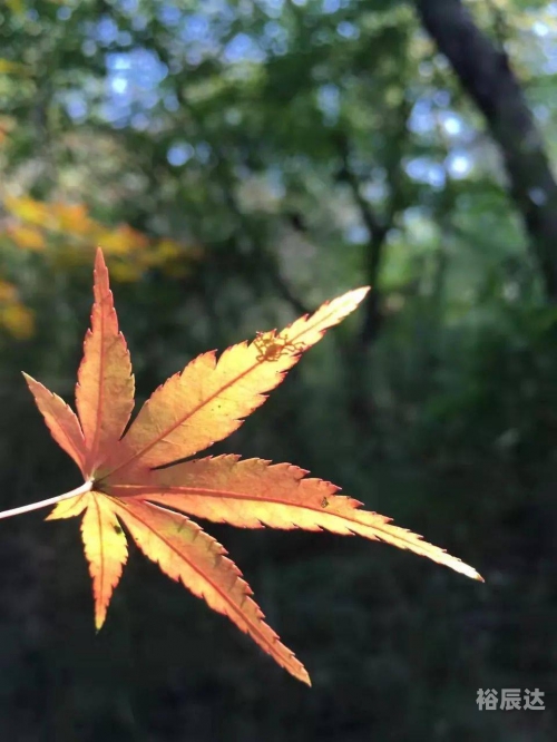挥挥手吉他谱原版挥挥手吉他谱-第2张图片