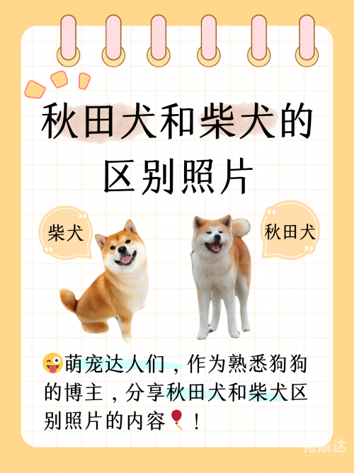 小狼狗心水论坛，探索犬类爱好者的乐园