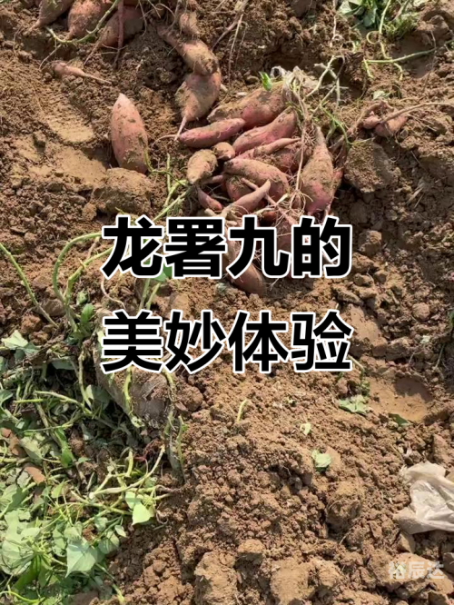 满地红