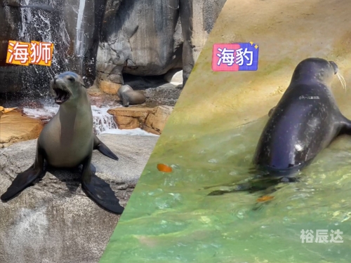 海狮报，海洋之声的报道与观察-第3张图片