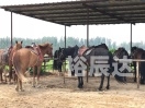 2019年马会正版2019马会正版，正版马匹展的回顾与展望-第2张图片