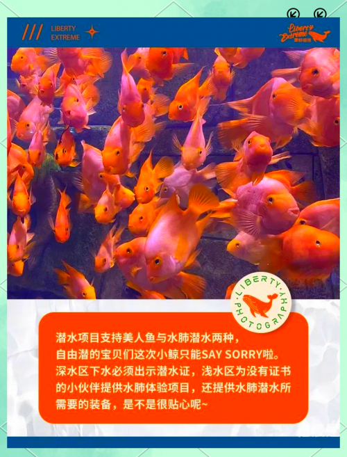 探索138383美人鱼论坛，美人鱼的奇幻世界-第3张图片