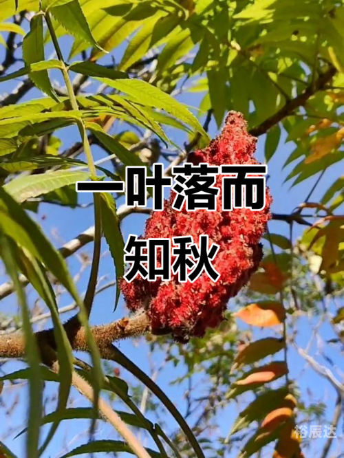 一叶知秋吉他谱于哲浩一叶知秋吉他谱-第3张图片