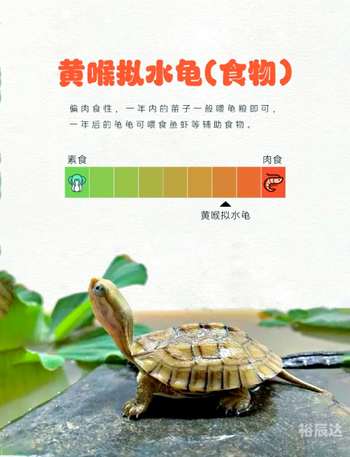 金钱龟最新价格金钱龟最新价格分析-第2张图片