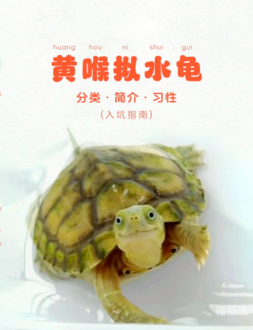 金钱龟最新价格金钱龟最新价格分析