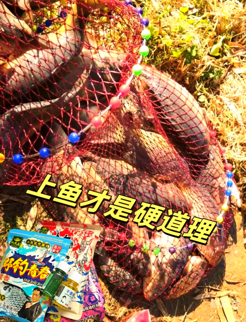 钓鱼王论坛最新版本更新内容钓鱼王论坛，探索钓鱼爱好者的交流平台