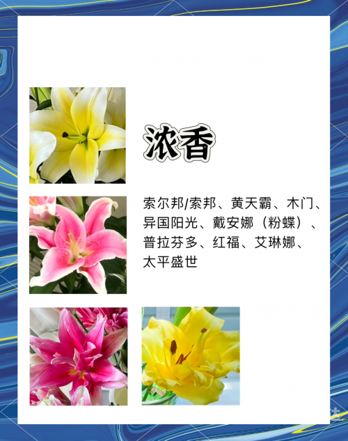 百合图库百合总站开奖结果查询结果5577tk百合图库，探索神秘百合之美