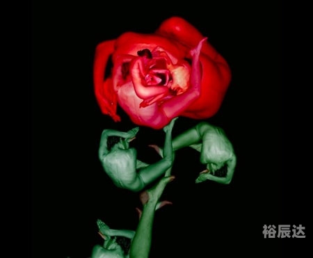 中国人体艺术网站在哪里有中国人体艺术网站，探索艺术之美与健康之秘-第2张图片