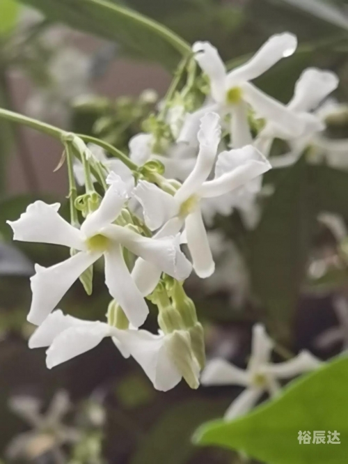 花藤名字怎么加特殊符号花藤之名-第3张图片