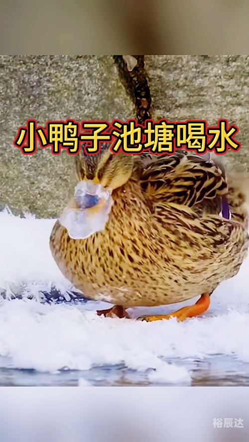 喂养小鸭3中文版喂养小鸭3中文版