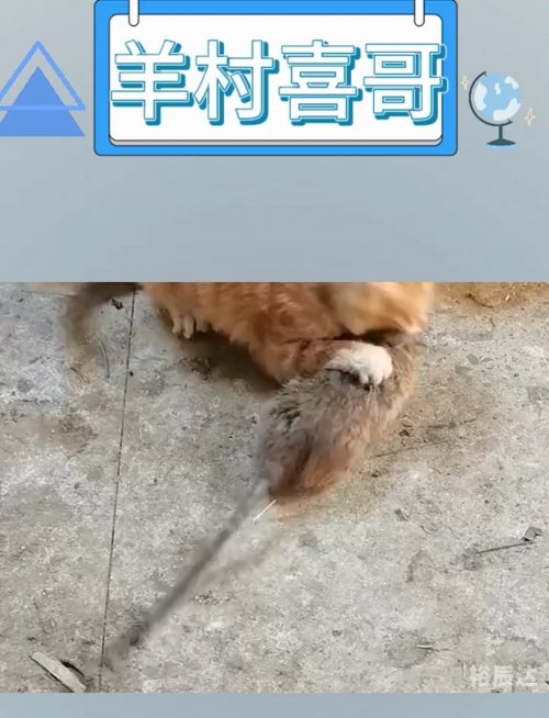 小喜哥图库深度探索未来小喜哥图库，探索丰富的视觉世界-第3张图片