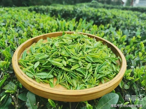 上海茶叶大王向玉荣上海茶叶大王向玉荣，茶韵人生，辉煌传奇