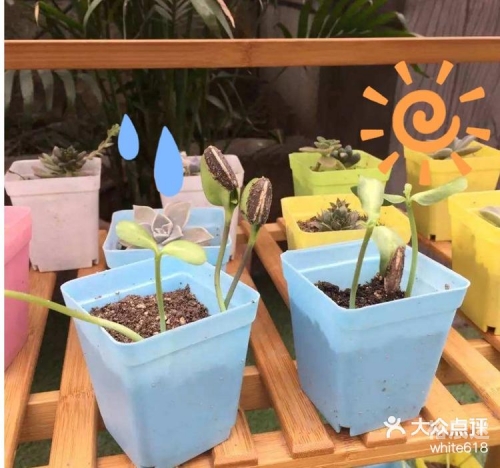 小小农场小小农场，田园生活的诗意篇章