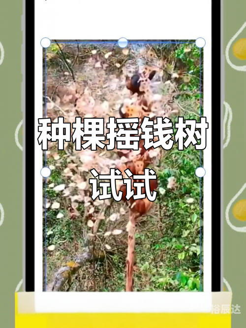 摇钱树心水忪坛，探寻神秘宝藏-第2张图片