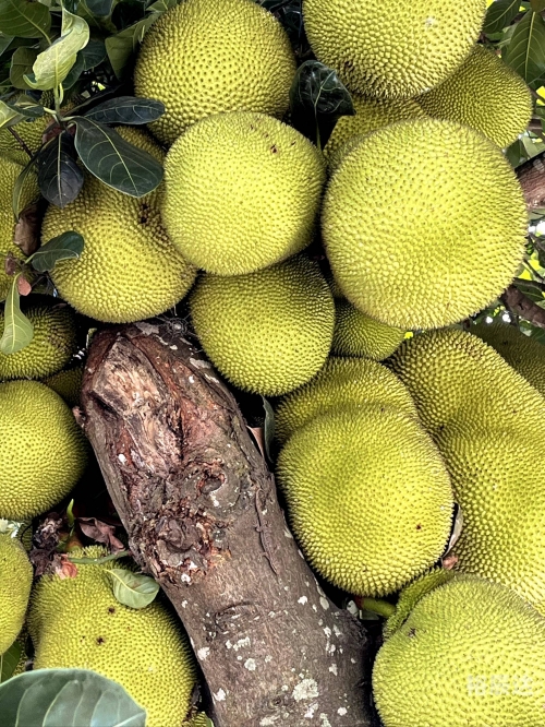 菠萝蜜菠萝蜜手免费播放菠萝菠萝蜜手机网，探索科技新世界