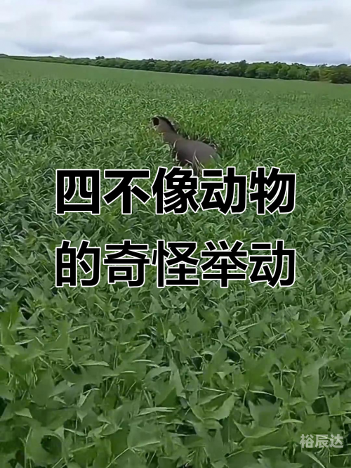 四不像中特图20212021四不像必中特揭晓，未来趋势与机遇-第2张图片