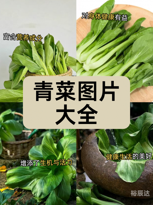 笔头菜图片笔头菜，美味与健康的完美结合-第1张图片