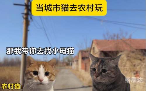 小猫咪大城市模拟器下载小猫咪在大城市