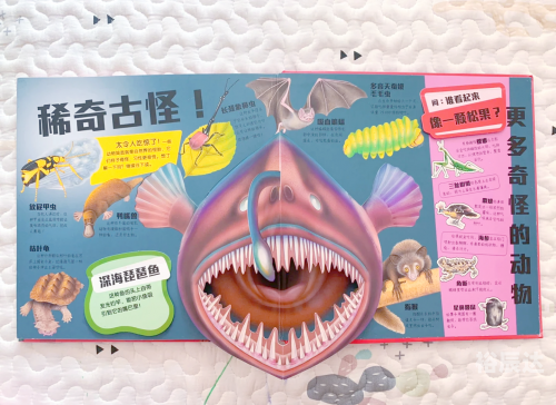 呱呱网呱呱网，探索网络世界的奇妙之旅