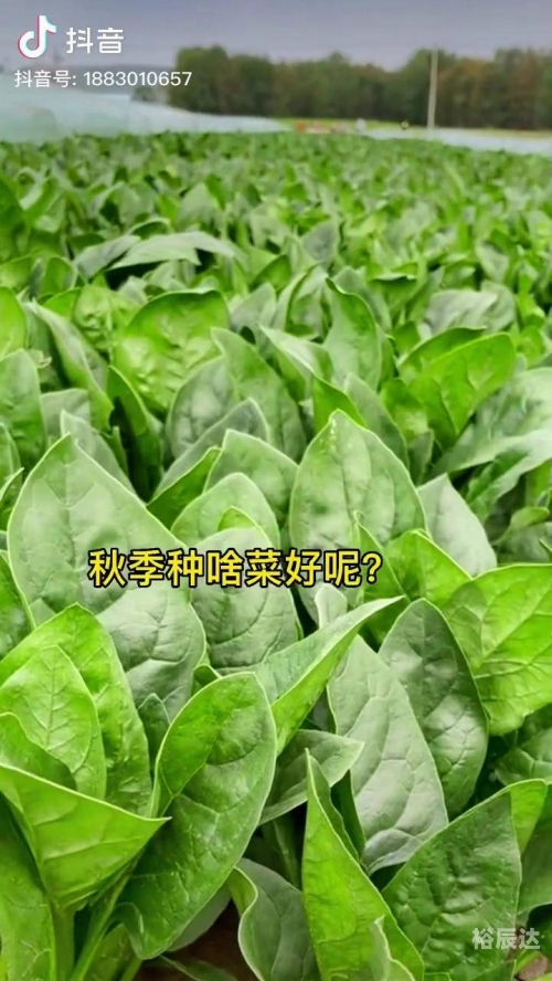 菠菜网haobc菠菜网HAOBC，引领绿色生活的新窗口-第2张图片