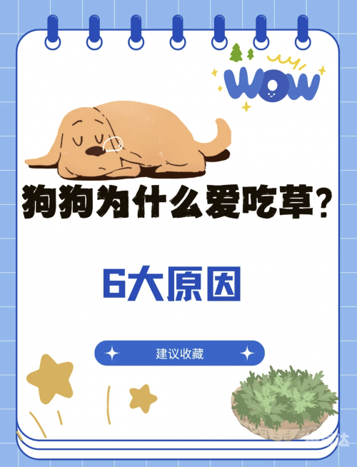 376969狗跑论坛开奖正版直播376969狗跑论坛，探索狗狗世界的乐趣与奥秘
