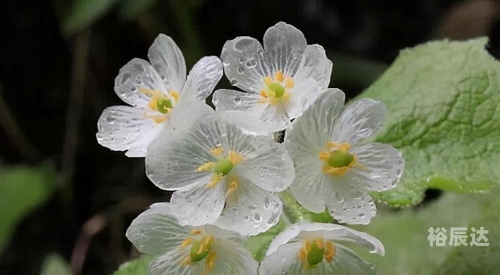 水晶花，美丽与神秘交织的花卉
