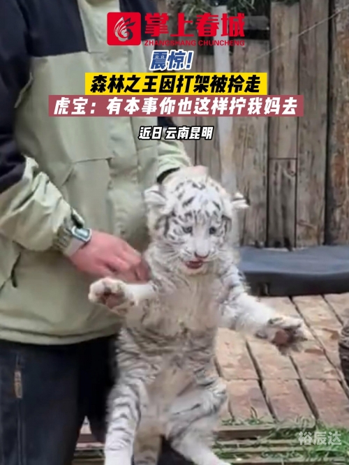 老虎宝典，解锁自然之秘-第3张图片