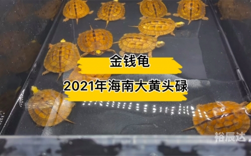 金钱龟价格，市场动态与影响因素