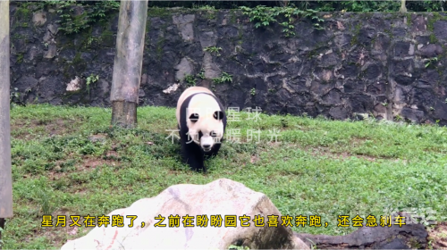 跑酷熊猫跑酷熊猫，独特的魅力与挑战-第2张图片