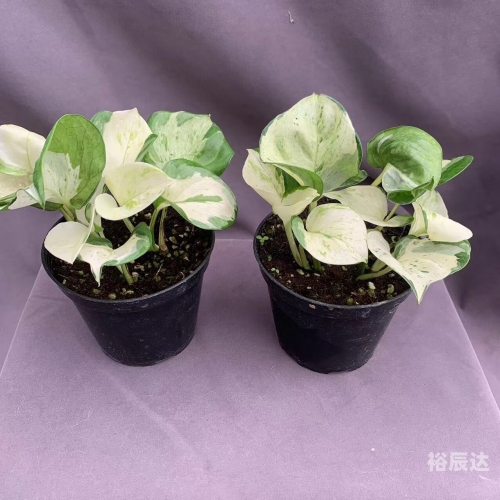 浙江快乐12一定牛