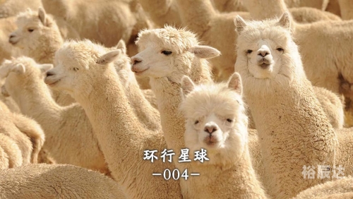 查看特马查看特马，探索神秘之地