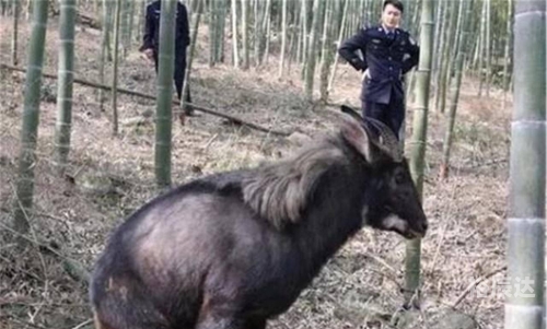 今晚的四不像生肖图