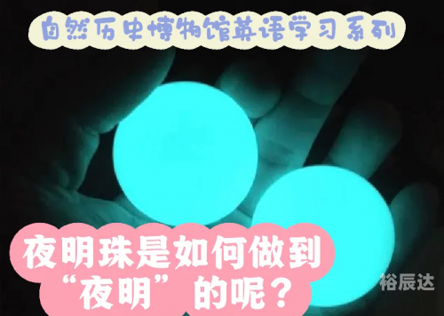 夜明珠到底是什么东西夜明珠57112