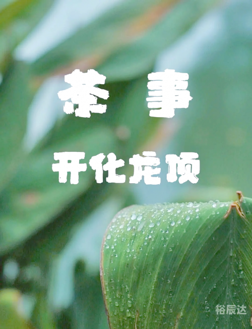 开化龙顶属于什么茶开化龙顶，茶文化的瑰宝-第2张图片