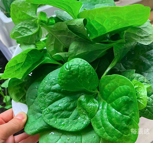 菠菜娱乐，探索多彩的娱乐世界