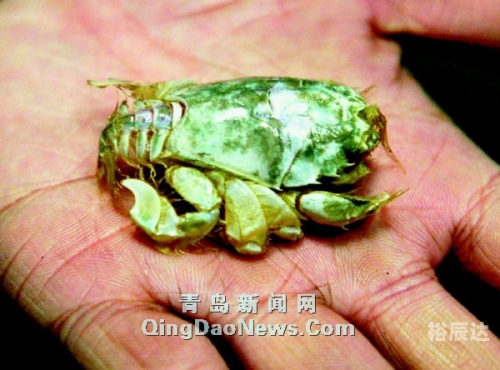 今晚必中四不像图片鸡四不象图今晚必中四不像图