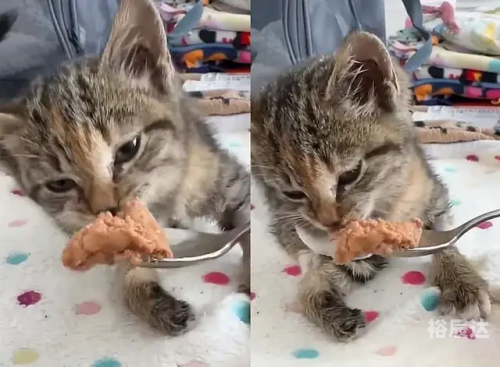 三脚猫论坛，探索网络交流的新天地