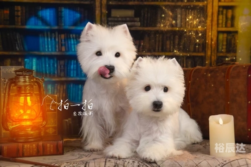 宠物精灵，宠物的魔法世界-第2张图片