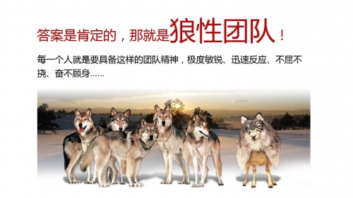 广西的狼精英论坛开奖记录广西狼精英论坛，探索狼性精神的卓越平台