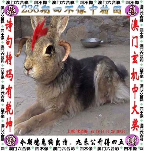 香港曾道六肖精选一肖香港曾道六肖精选一肖，揭秘预测与策略