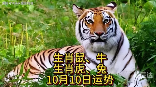 今日是什么生肖日冲什么肖啊今晚一定出准确生肖