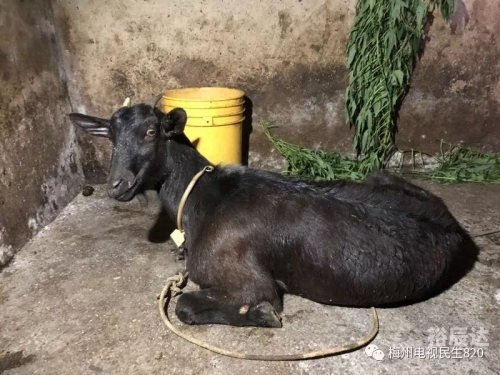 今日特马，探索与发现-第2张图片