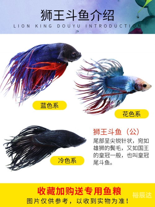 斗鱼tv平台斗鱼TV平台，观赏鱼世界的璀璨舞台-第2张图片